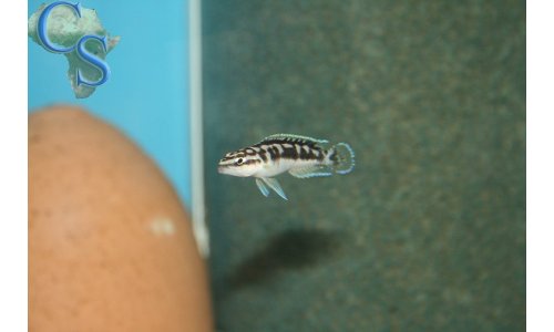 Julidochromis ornatus kapampa